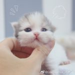 云吸猫的云是什么意思？云吸猫为什么被年轻人选择