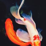 锦鲤为什么叫九纹龙、土炮、昭和，它为什么代表了好运？