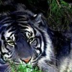 黑蓝虎灭绝了吗，黑蓝虎和东北虎哪一个更厉害？