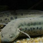 非洲肺鱼能吃吗，它们的寿命能活多久？