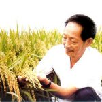 巨型水稻什么时间推广？巨型稻高达2.25米实拍图