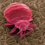 床虱最怕什么东西怎么消灭，床虱怎么出现在家里的？