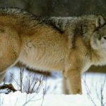 最凶的狼是什么狼，几只狗能打过一只狼？