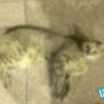 小猫钓鱼课文原文