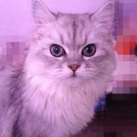 返祖现象是好还是坏，有返祖现象的小孩聪明吗