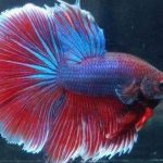 泰国斗鱼品质级别介绍，最稀有的斗鱼颜色是什么色的？