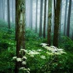 障气是什么颜色的，怎么形成的？