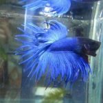 泰国斗鱼多少钱一条，斗鱼可以和其他鱼一起养吗？