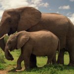 大象英语怎么读（elephant大象的英式发音与美式发音区别）
