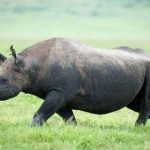 世界十大濒临灭绝的珍稀动物排行榜