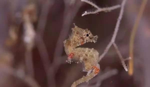 世界上极小的动物 有你熟悉的吗？
