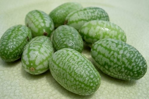 世界上最小的西瓜 只有拇指大小