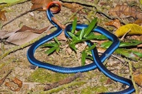 东南亚最神秘莫测的毒蛇十分致命