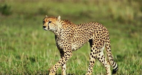 世界上跑的最快的动物是猎豹 速度达到100千米/小时以上