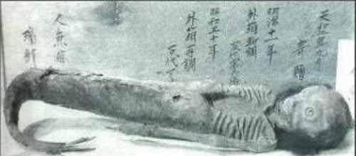这世界真的有“美人鱼”吗? 美人鱼只存在童话里