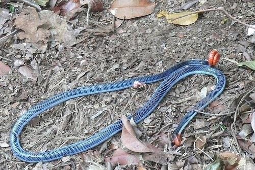 东南亚最神秘莫测的毒蛇十分致命