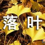 《落叶》小学语文课件