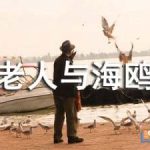 《老人与海鸥》语文课件