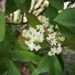 石楠花为什么叫最污花 摒弃气味它的用途广泛