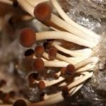 茶树菇的产地主要分布在哪?吃了有什么好处?