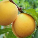 砀山县的黄桃什么时候成熟？砀山黄桃罐头为什么这么火？