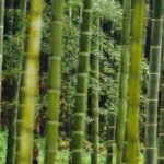 甘甜多汁的甘蔗什么时候成熟呢？据说越往冬季越甜是真的吗？