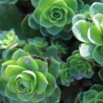 山地玫瑰枯萎了怎么办 该如何挽救？