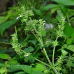 防风的禁忌2021 防风有哪些禁忌