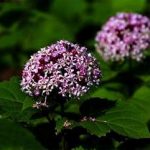 缬草的功效与作用是什么 缬草的功效与作用