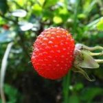 蓬蘽有什么功效 蓬蘽的功效与作用