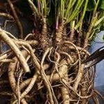 蜀葵根有化瘀作用吗 蜀葵根的功效与作用