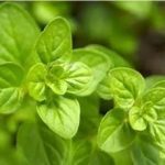 牛至的用量是多少克 牛至的用法用量