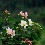 山芙蓉选方可以治疗哪些病症 山芙蓉的选方
