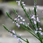 马鞭草有什么功效与作用 马鞭草的功效与作用