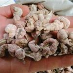 竹黄泡水喝有什么功效 2021竹黄的功效与作用