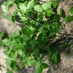 垂丝卫矛的功效与作用 垂丝卫矛作用2021