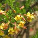 阳雀花的功效与作用 阳雀花的功效与作用图片2021