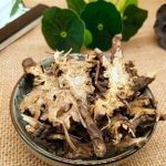 藁本的禁忌 藁本的禁忌是什么