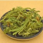 大伸筋的功效与作用及禁忌 大伸筋的禁忌