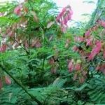 老虎刺根的功效和作用2021 老虎刺根的禁忌