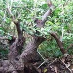 胡颓子根有什么功效-胡颓子根的功效与作用