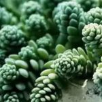 花卉养殖小课堂 多肉越长越瘦怎么补救？