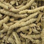 巴戟天有什么功效与作用 巴戟天的功效与作用2021