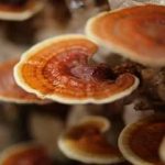 灵芝有哪些方子 灵芝的选方