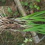 大仙茅的功效 大仙茅的功效与作用