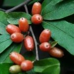 胡颓子根可治疗哪些病-胡颓子根的别名