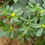 马齿苋的作用和功效 马齿苋的临床应用