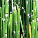 笔筒草的功效和作用 笔筒草的禁忌