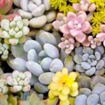 多肉要经常浇水吗？ 多肉的养殖方法介绍