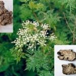 川芎的用量是多少克 川芎的用法用量